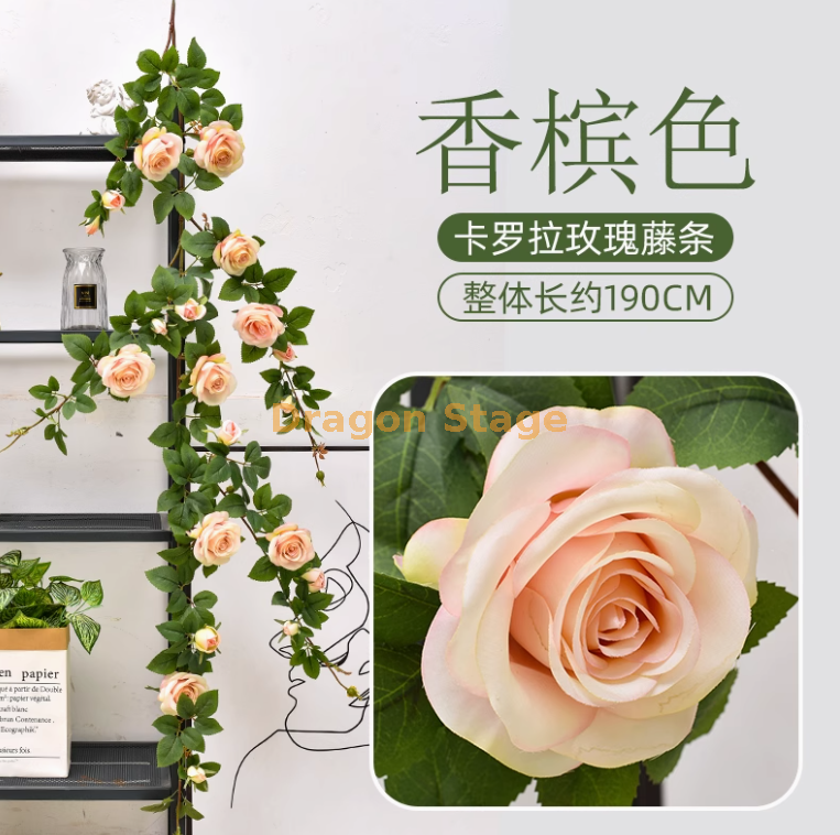 浅香槟卡罗拉大玫瑰藤1条1条