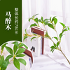 模拟的树枝，叶子，悬挂的钟表，橄榄枝，南部天空竹，室内软装饰，醉酒木 - 1个分支