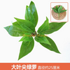 绿色植物，模拟植物墙，塑料草坪，阳台，室内背景，花墙，蓝色湖，绿色常春藤叶，1个分支