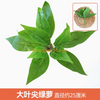 绿色植物，模拟植物墙，塑料草坪，阳台，室内背景，花壁，孔雀蓝，大叶，尖角，绿色常春藤，1个分支