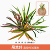 绿色植物仿真植物墙塑料草坪阳台室内背景花壁灯紫色绿色斑块1彩色注意