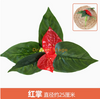 绿色植物模拟植物墙塑料草坪阳台室内背景花壁透明红色密封1分支