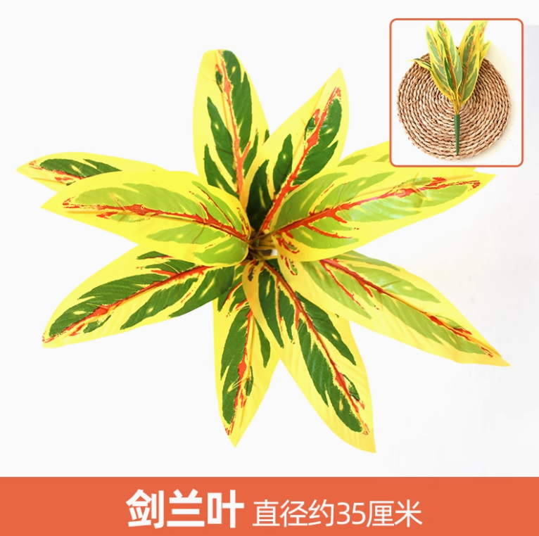 姜黄色1枝姜黄色1枝