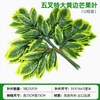 模拟的榕树树叶，红枫叶，银杏叶，室内假树枝，浅黄色，五个叉黄色，芒果叶，12个树枝