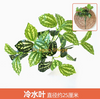 绿色植物，模拟植物墙，塑料草坪，阳台，室内背景，花墙，海军蓝色，冷水叶，1个分支