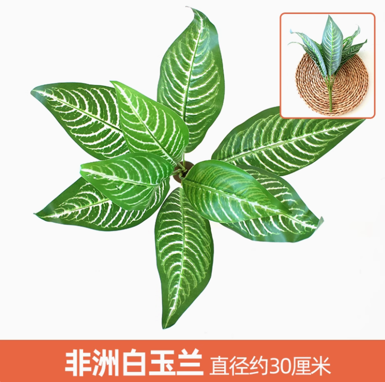 白色1枝白色1枝
