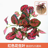 绿色植物，模拟植物墙，塑料草坪，阳台，室内背景，花墙，玫瑰红，红色花生叶，1个分支